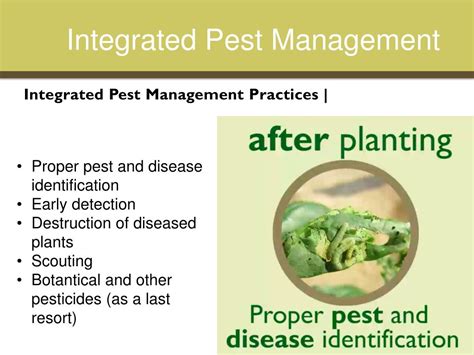 Ppt Integrated Pest Management Powerpoint Presentation Free Download Id1568325