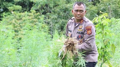 Berantas Narkoba Polisi Musnahkan Ladang Ganja Seluas Hektare Di