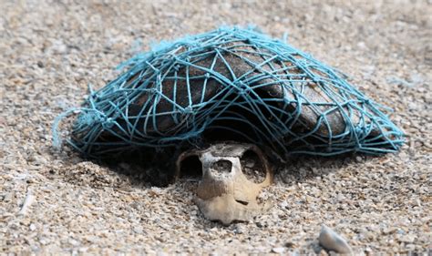 Fisheries Massacring Sea Turtles Near Term Extinction Slanted Media