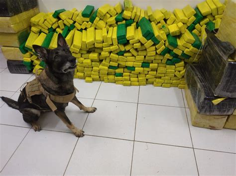 Cão farejador acha 1 5 tonelada de maconha em caminhão e motorista é