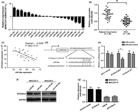 Microrna A Mir A Was A Negative Regulator Of Sialyltransferase