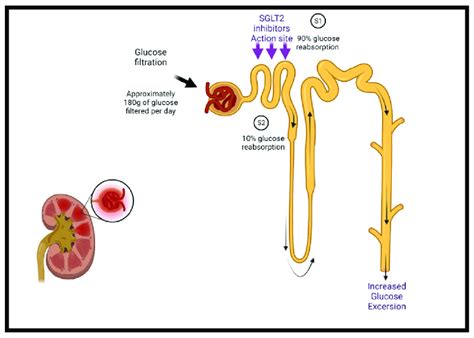 The Mechanism Of SGLT2 Class Inhibitors Under Normal Conditions