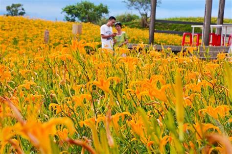 Premium Photo Hemerocallis Fulva Orange Daylily The Orange Day Lily