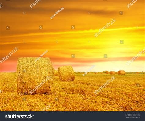 Golden Sunset Over Farm Field Hay Stock Photo 168588758 | Shutterstock