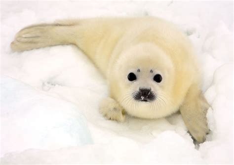 Creatures Of Arctic Animals Thriving In The Frigid Tundra Of Arctic Circle