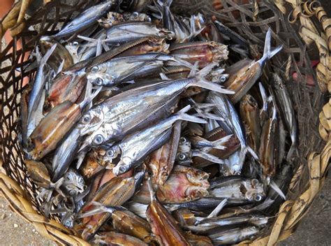 Dried Flying Fish Ready For Frying Retired No Way