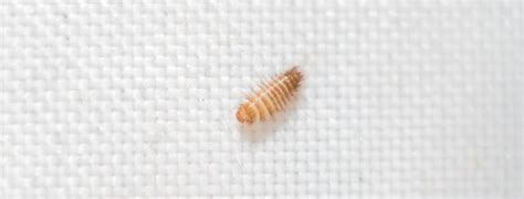 Signs of a Carpet Beetle Infestation | Sun Dry