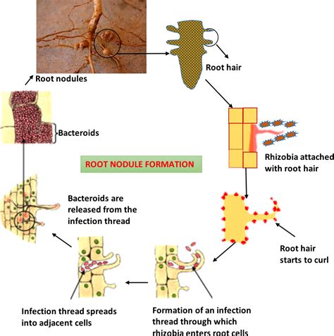 Frontiers Interaction Between Bacterial Endophytes And Host Plants