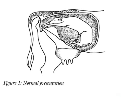 It Is Important To Understand The Normal Calving Process And Calf