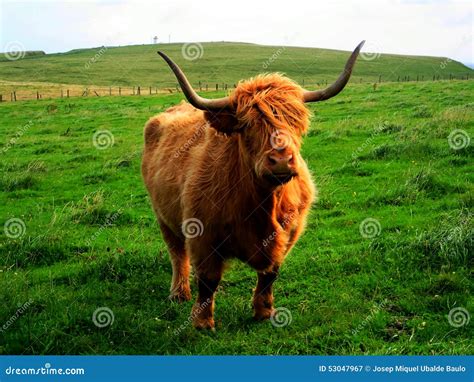 Vaca Das Montanhas Esc Cia Reino Unido Imagem De Stock Imagem De