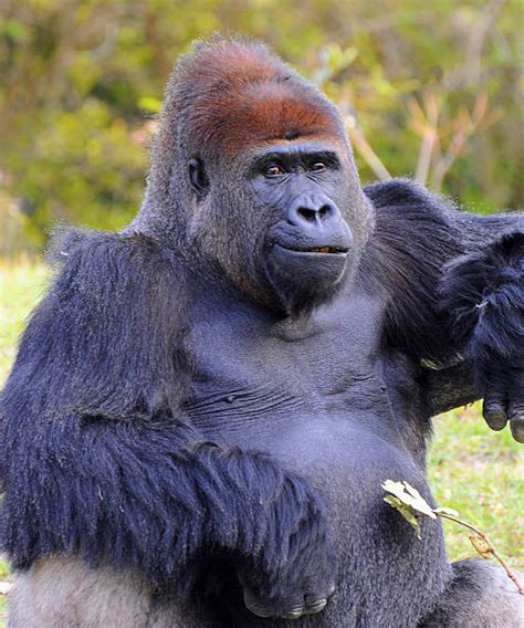 Smiling Gorilla Stock Photos Pictures And Royalty Free Images Istock