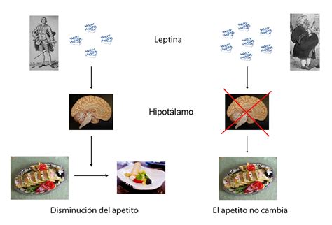 Hormonas Leptina La Hormona De La Saciedad