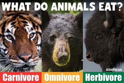 What Do Animals Eat Carnivores Vs Omnivores Vs Herbivores And Extra