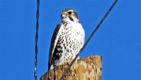 Rising Mojave Desert temps hurt birds more than mammals - Futurity