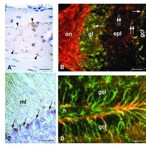 Analysis Of B FABP MRNA Distribution In The Embryonic Nervous System By