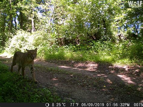 Reconnecting To The Wild World In A Time Of Physical Distancing Wolf