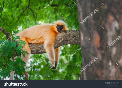 30 Gee's golden langur Images, Stock Photos & Vectors | Shutterstock