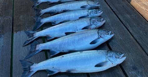 Chum Salmon Update BC Tidal Area 13 Campbell River Islands October