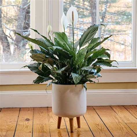 Low Light Foliage Houseplants | White Flower Farm