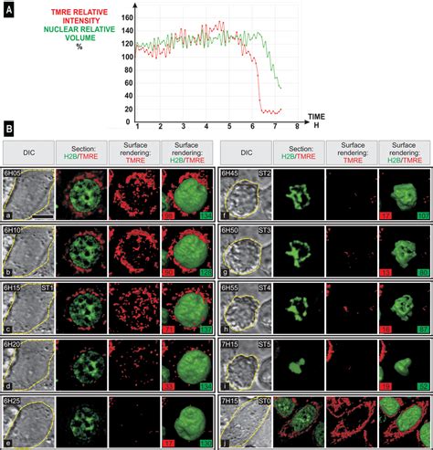 Simultaneous Imaging Of Cell Shape Mitochondrial Potential And Nuclear