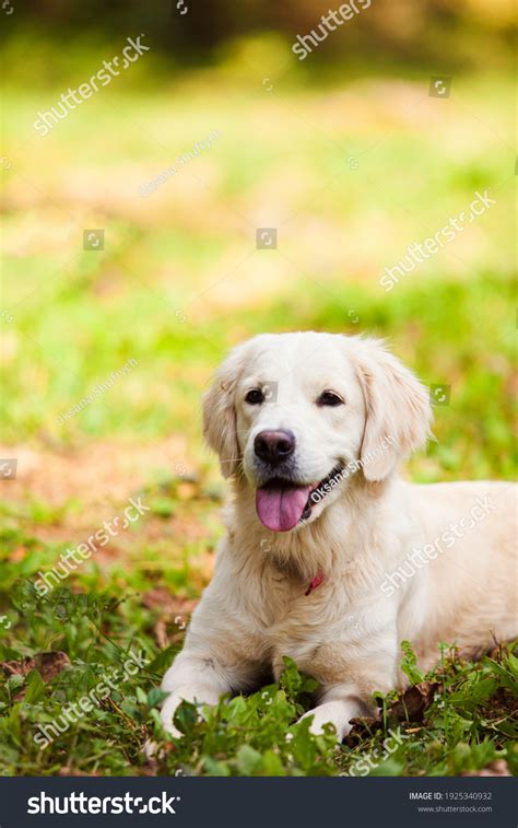 Happy Golden Retriever Lying Backyard Stock Photo 1925340932 Shutterstock