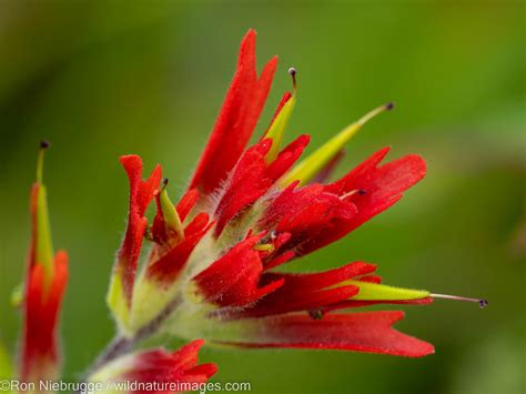 Indian Paintbrush Inside Passage Alaska Photos By Ron Niebrugge