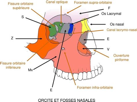 Foramen infra orbitaire UE8 Spé Tête et Cou Tutorat Associatif