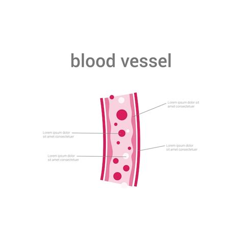 Premium Vector Vector Illustration Of Blood Vessels Concept Design