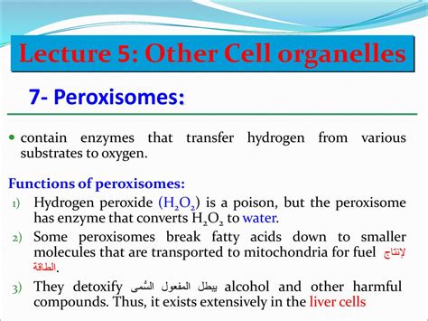 Lecture 5 Other Cell Organelles Ppt Download