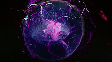 Mujuice - Aquatilis — DESIGNCOLLECTOR