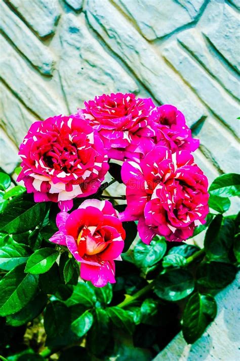 A Small Pink Intuition Roses Stock Image - Image of light, bush: 126565415