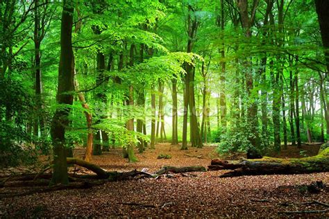 Magical Forest Wallpaper Wallsauce Uk Forest Backdrops Forest