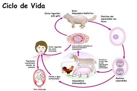 Toxoplasmose Uma Doença Perigosa Sobre Beleza