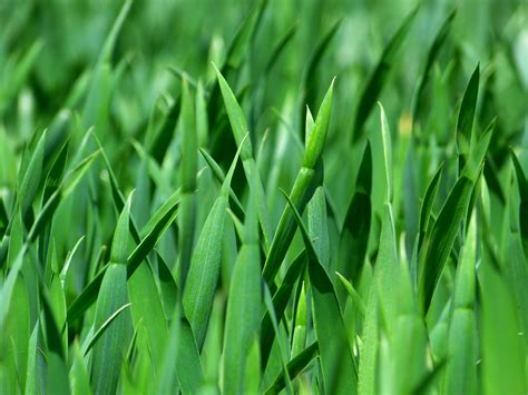 How To Get Greener Grass Trugreen