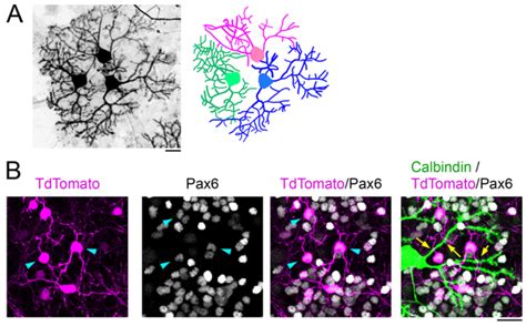 Dendritic Tiling Of Cultured Purkinje Cells A Left Purkinje Cells