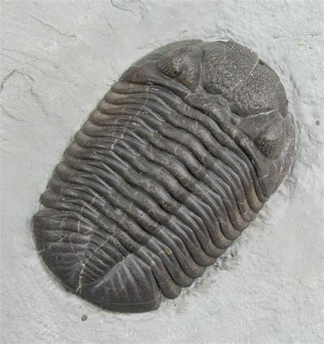 Silica Eldredgeops Phacops Trilobite 2 26 For Sale 4645