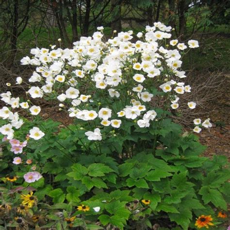 Buy Anemone Honorine Jobert Online Garden Goods Direct