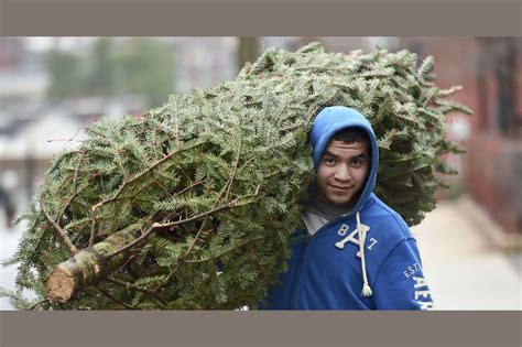 When do you put up the Christmas tree?