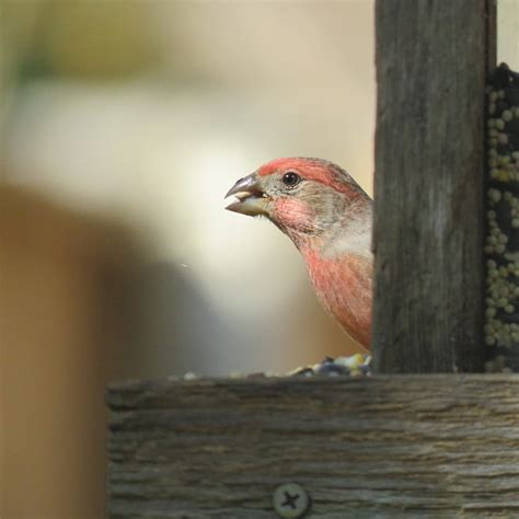 Vogel Bunt Kostenloses Foto Auf Pixabay Pixabay