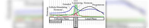 Progesterone cream side effects | General center | SteadyHealth.com