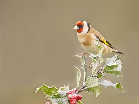 Goldfinch Full HD Wallpaper and Background Image | 2048x1536 | ID:402697