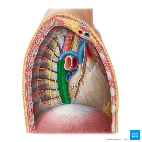 Posterior Mediastinum Anatomy