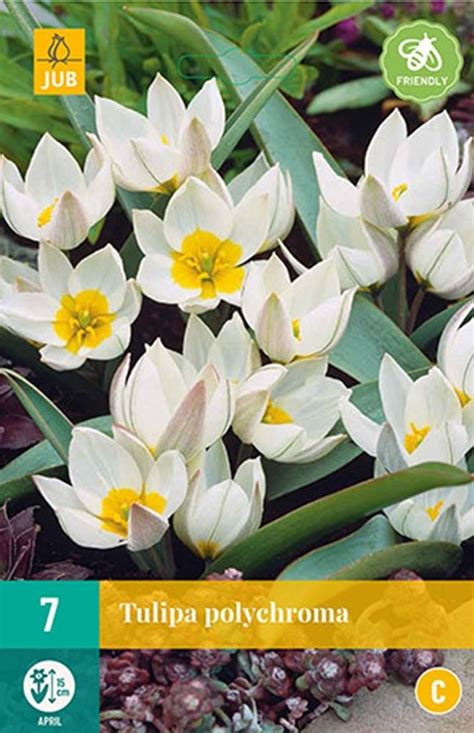 Tulp Polychroma Bollen Deoosteindeonline Nl