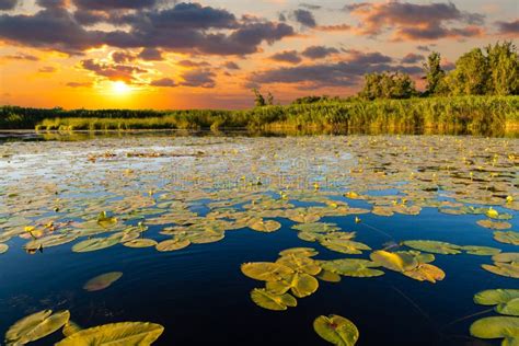 Sunset On The Lake With Water Lilies Stock Photo Image Of Gorgeous