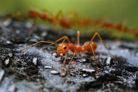 Fire Ants - LA West Vector