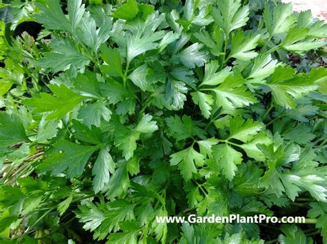 How To Grow Parsley In Your Herb Garden