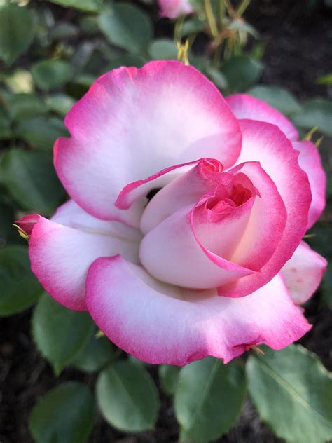 Rose Blossom Bloom - Free photo on Pixabay - Pixabay