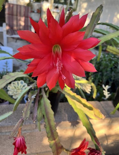 Epiphyllum Epis Orchid Cactus Rooted Live Plants