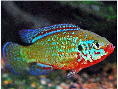 Jewel Cichlid – African Turquoise Jewel Cichlid - Goodjoseph LIVE Fish Store