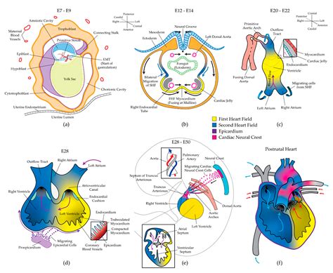 Diseases Free Full Text Epigenetics And Mechanobiology In Heart